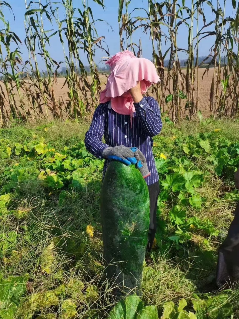 济宁冬瓜大量上市！代发全国市场，，货源充足，免费提供食宿