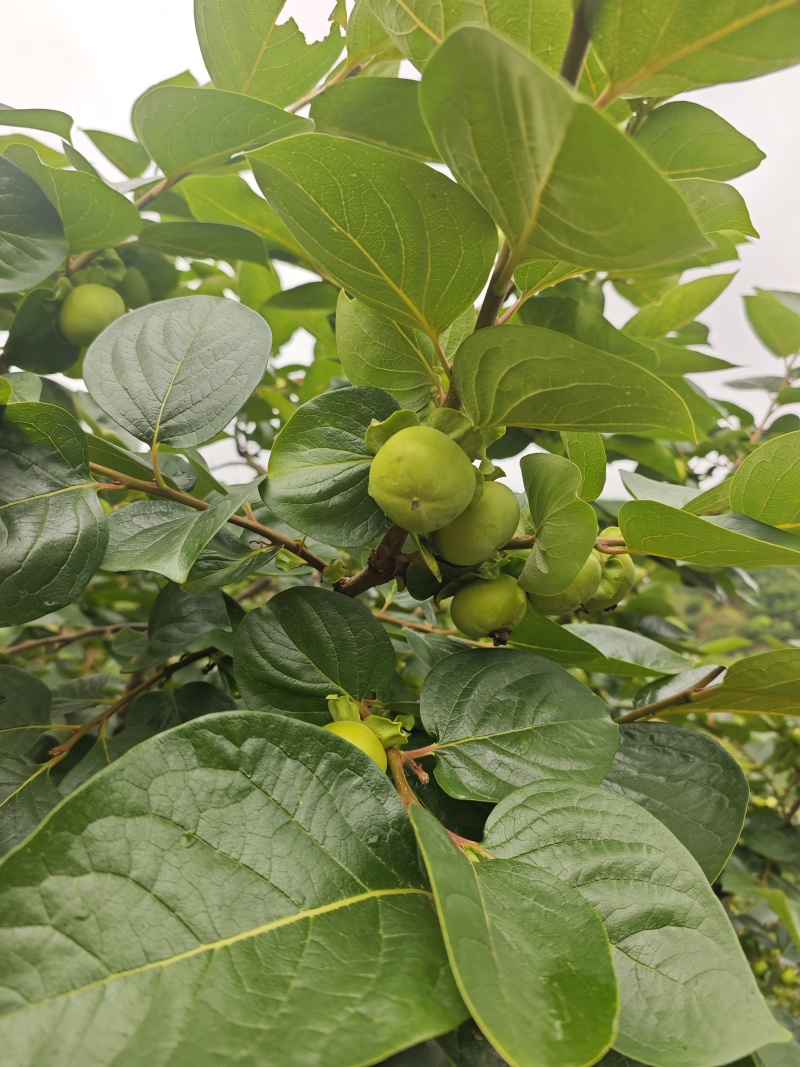 太秋甜柿，预订