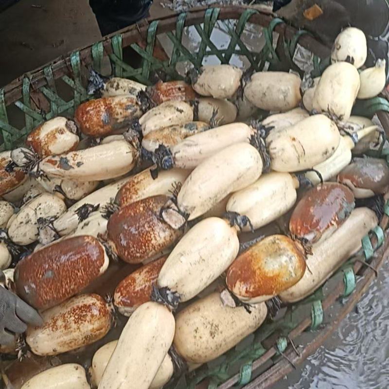 精品货，藕白品质好货源充足诚信经营