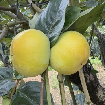 太秋甜柿，预订