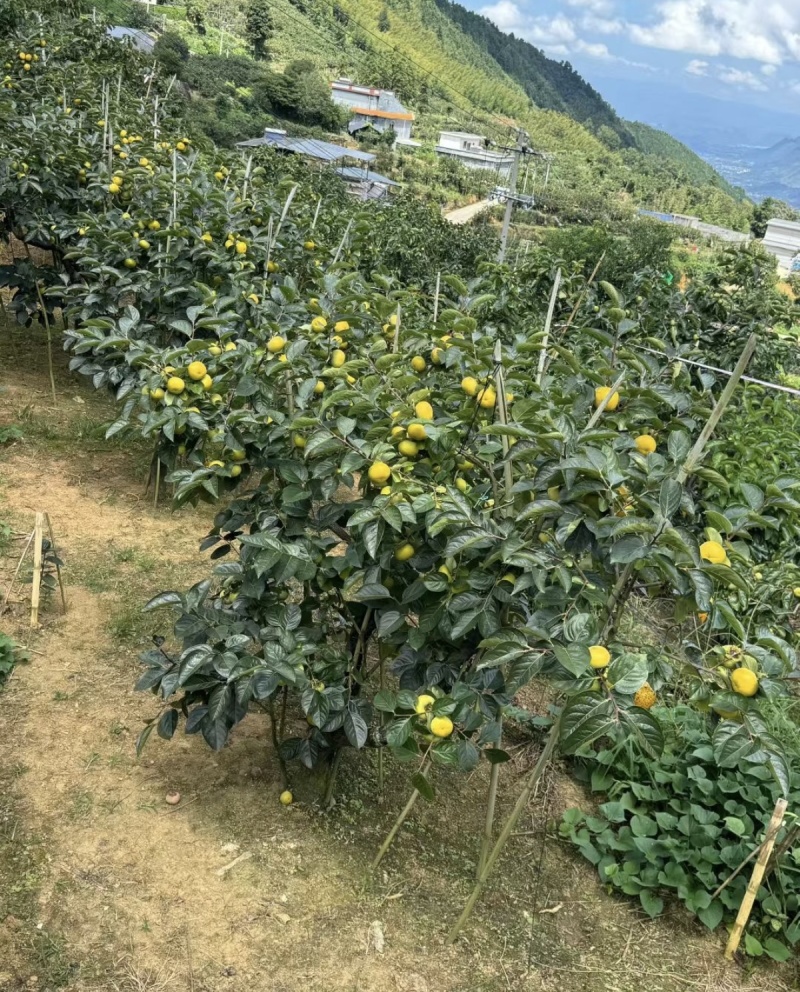 太秋甜柿，预订