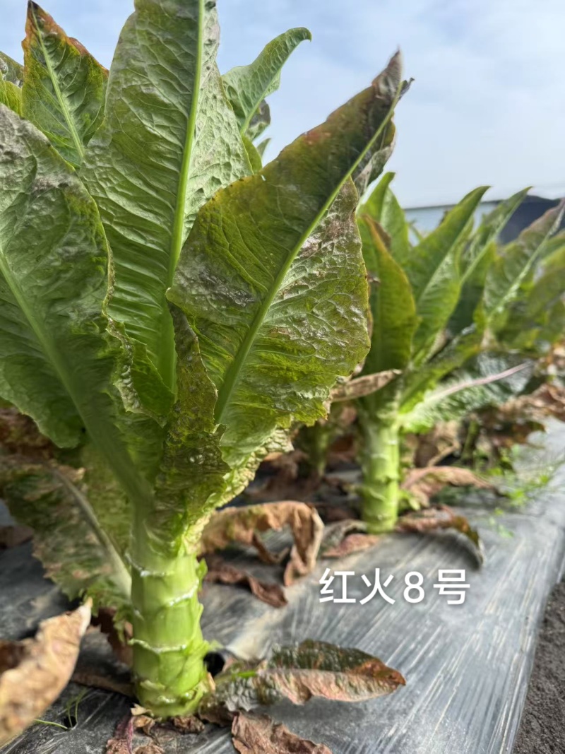 红火8号莴笋种子红尖叶香莴笋种籽耐寒春秋绿肉红叶莴苣种子