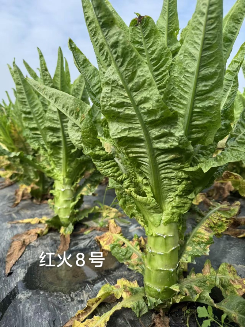 红火8号莴笋种子红尖叶香莴笋种籽耐寒春秋绿肉红叶莴苣种子