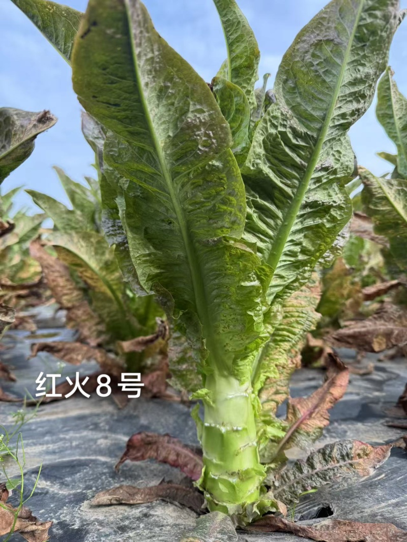 红火8号莴笋种子红尖叶香莴笋种籽耐寒春秋绿肉红叶莴苣种子