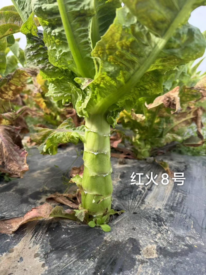 红火8号莴笋种子红尖叶香莴笋种籽耐寒春秋绿肉红叶莴苣种子