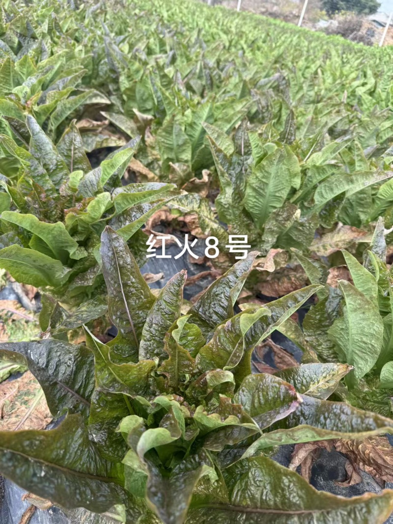 红火8号莴笋种子红尖叶香莴笋种籽耐寒春秋绿肉红叶莴苣种子
