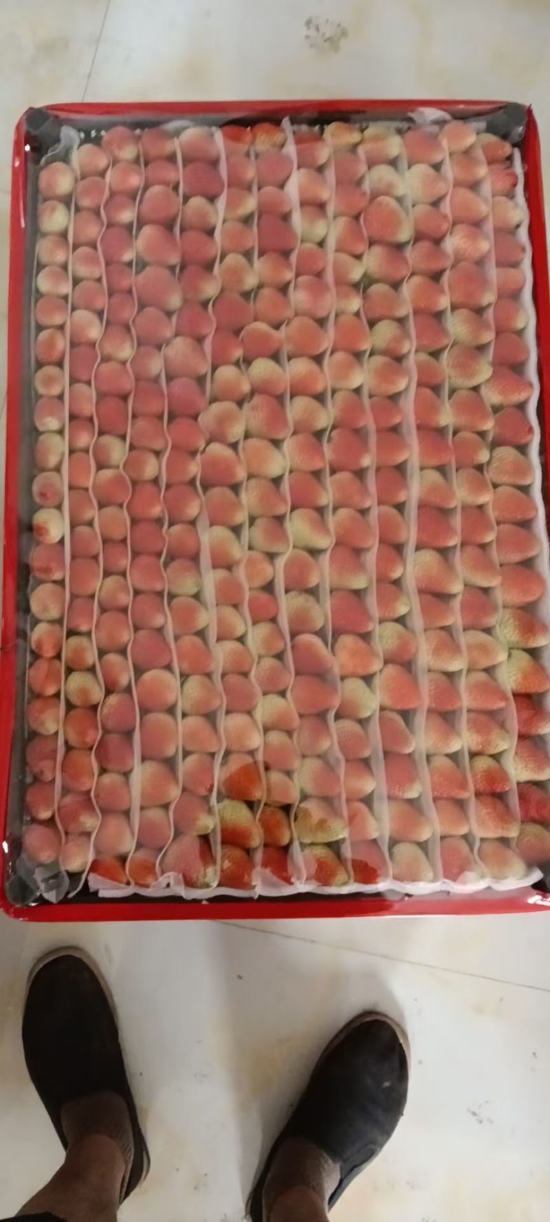 夏季草莓—价格随行就市