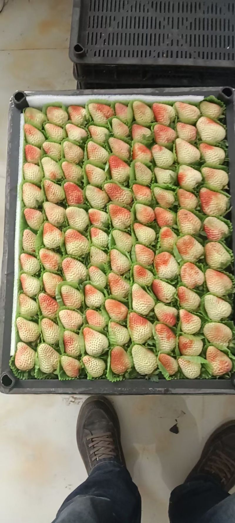 夏季草莓—价格随行就市