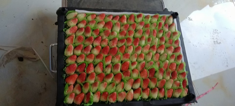 夏季草莓—价格随行就市