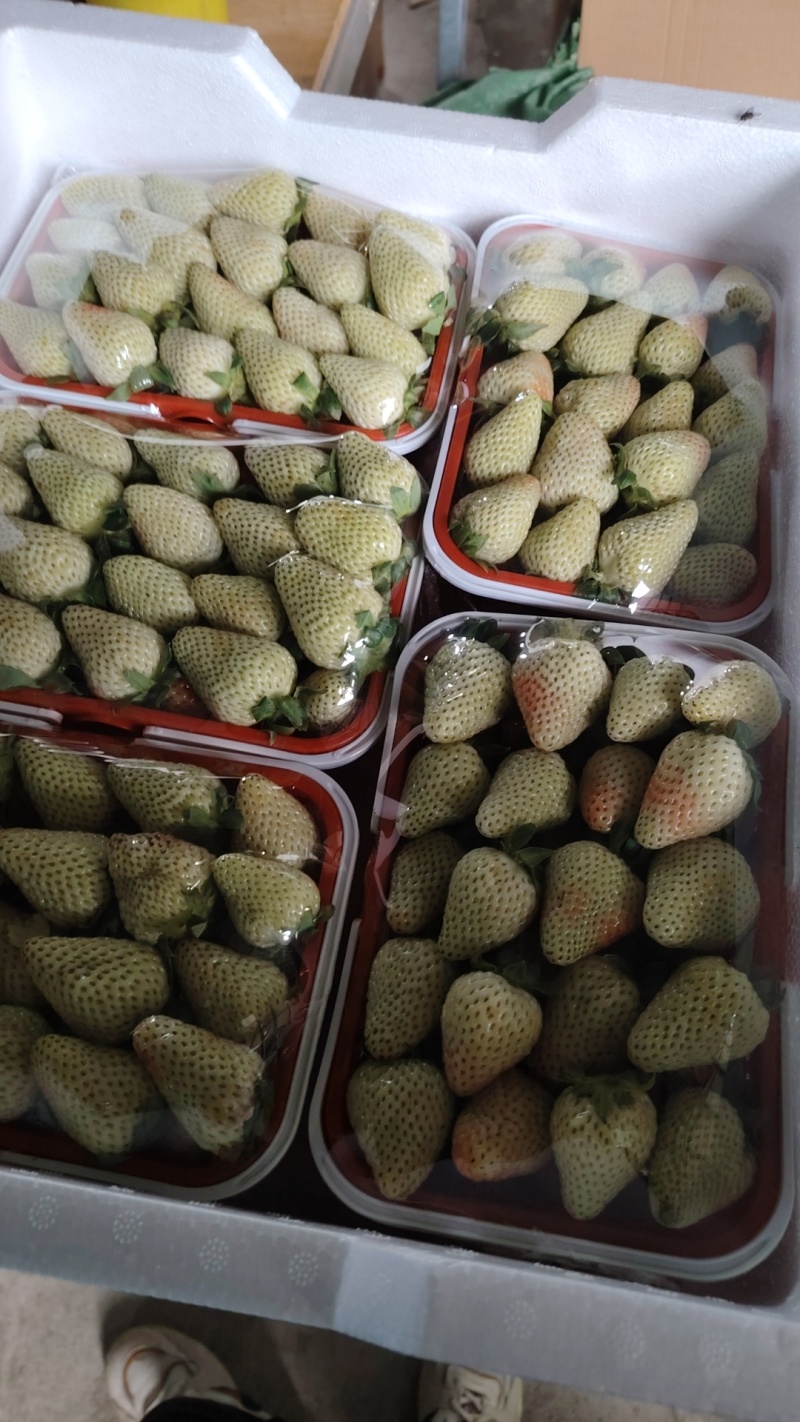 夏季草莓—价格随行就市