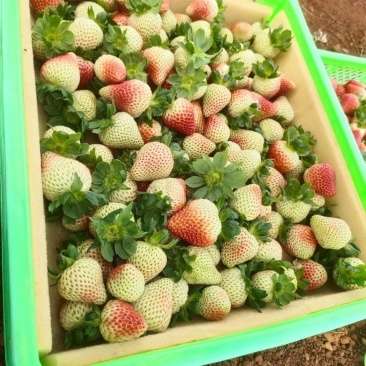 夏季草莓—价格随行就市