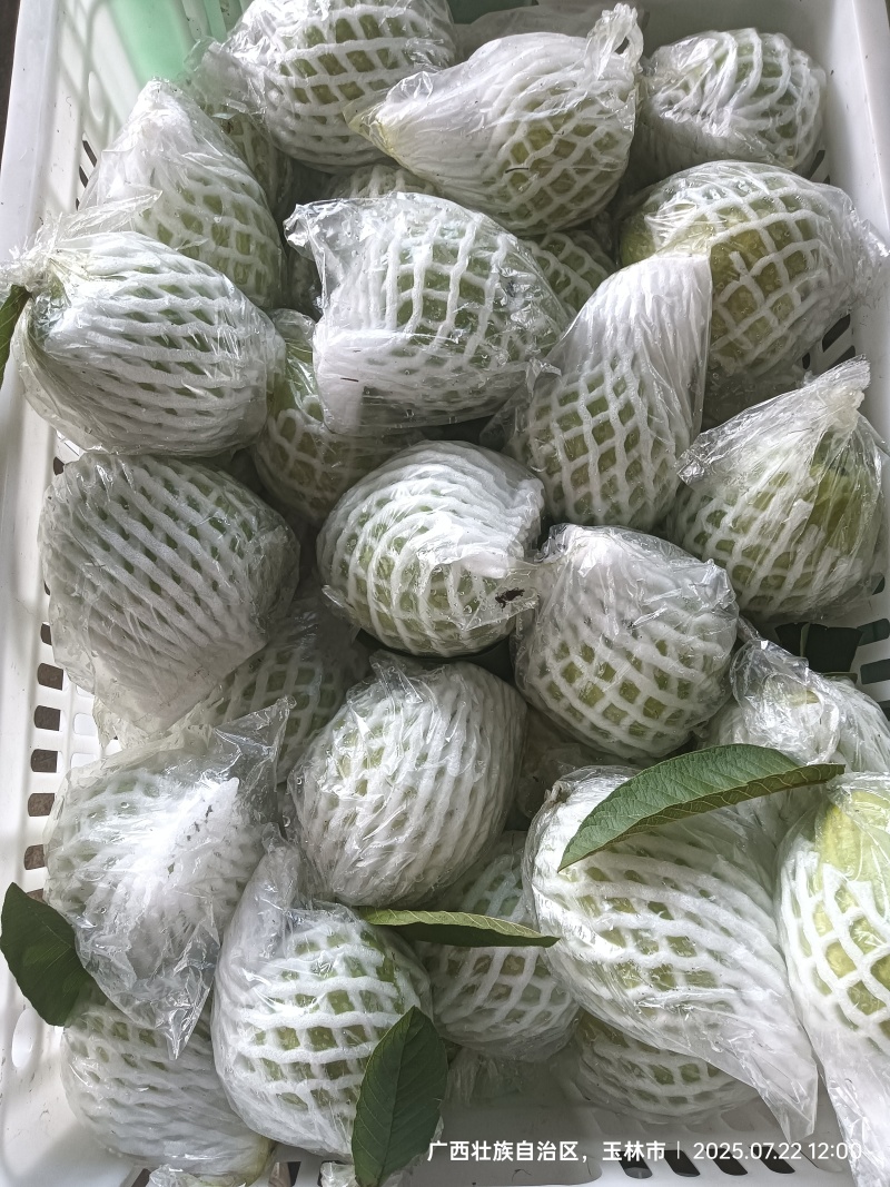 红、白心蕃石榴（芭乐）统果、工厂果、次果代办，欢迎合作