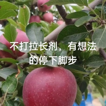 花牛苹果