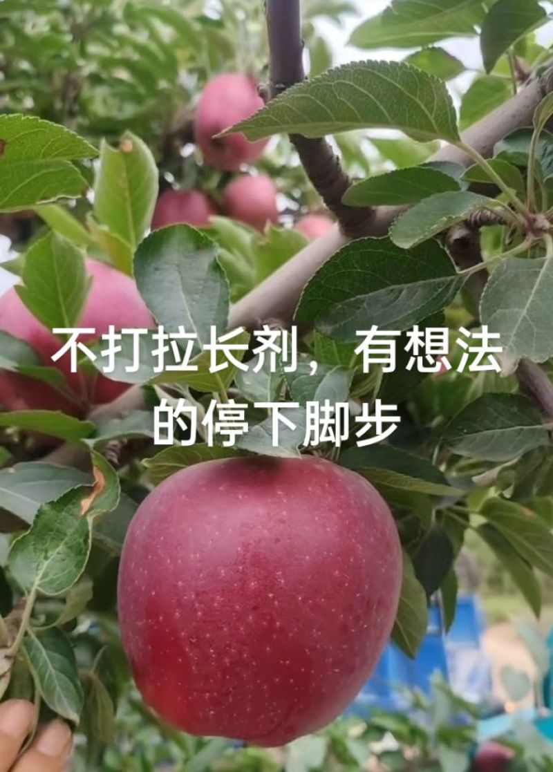 花牛苹果