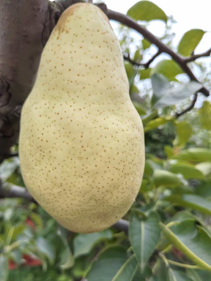 河北雄县马务头贵妃梨