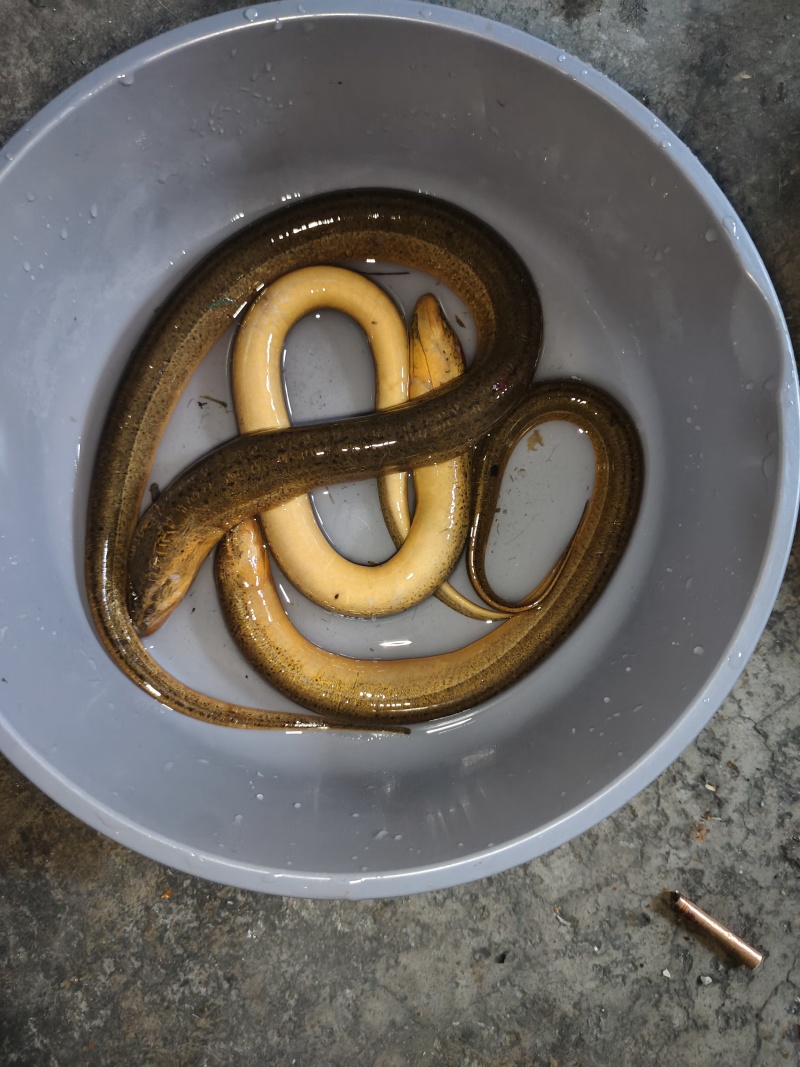 涨水淹死了