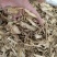 甘肃岷县无硫当归中药材正品有头当归真货当归干货当归片泡水