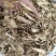 甘肃岷县无硫当归中药材正品有头当归真货当归干货当归片泡水