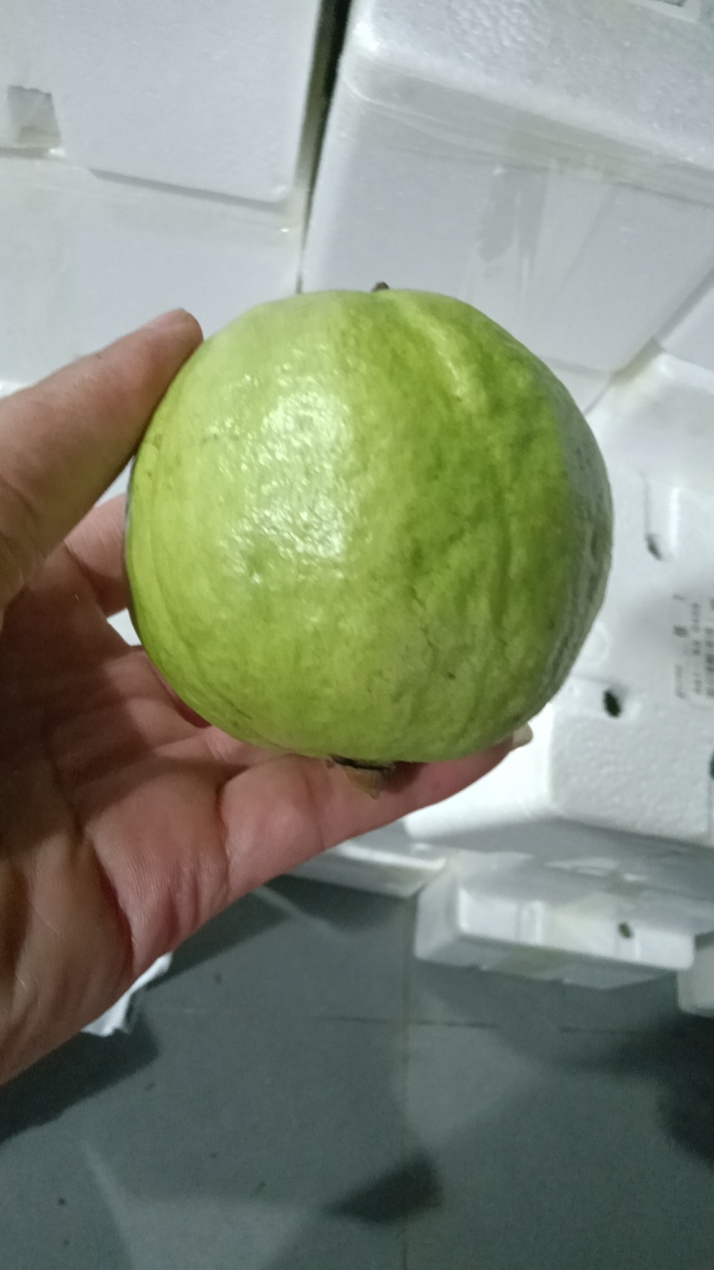 红、白心蕃石榴（芭乐）统果、工厂果、次果代办，欢迎合作