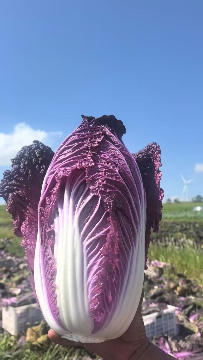 紫白菜特菜精品蔬菜出口国内精品特菜销售