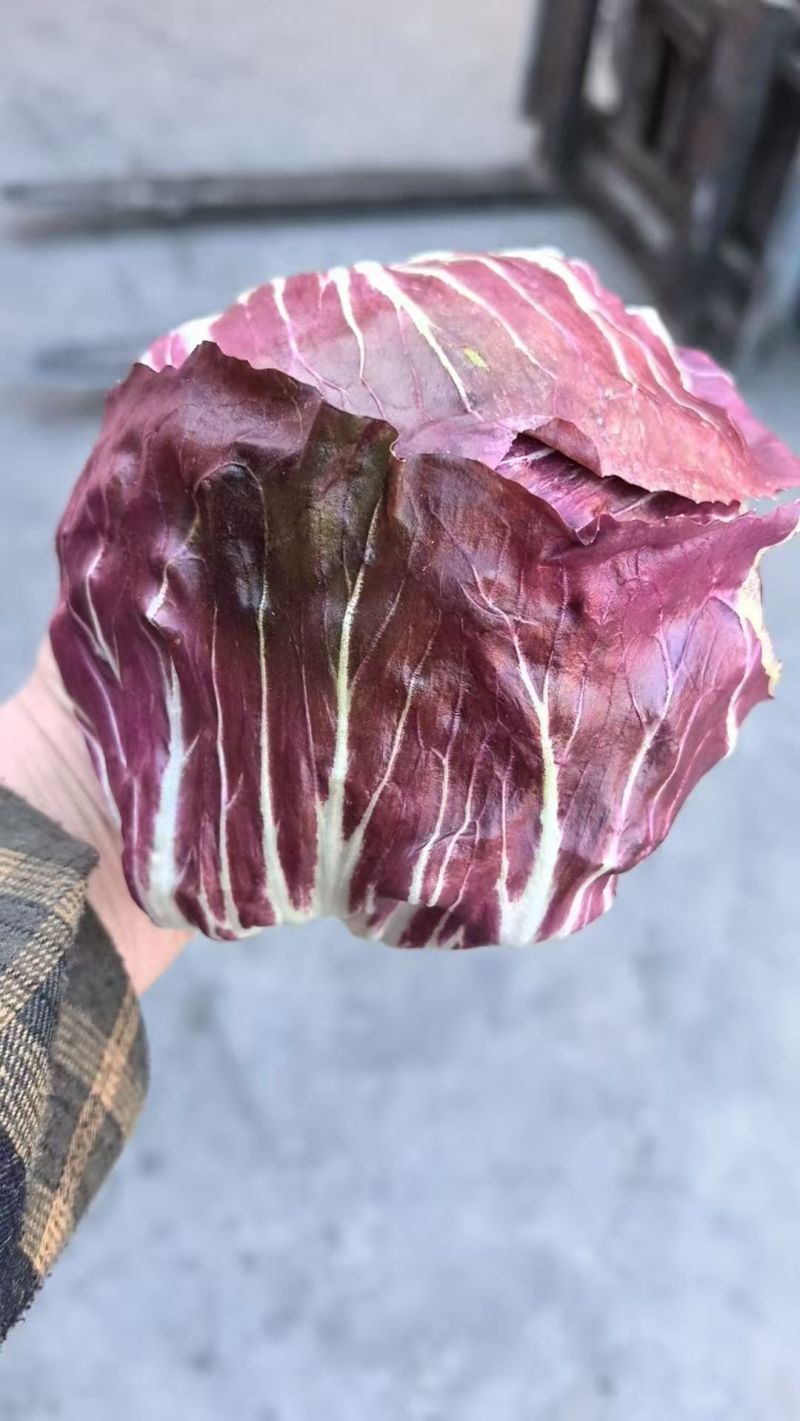 紫白菜特菜精品蔬菜出口国内精品特菜销售
