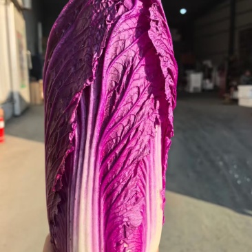 紫白菜特菜精品蔬菜出口国内精品特菜销售