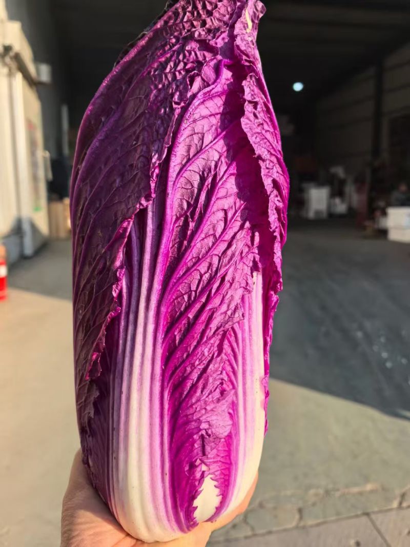 紫白菜特菜精品蔬菜出口国内精品特菜销售