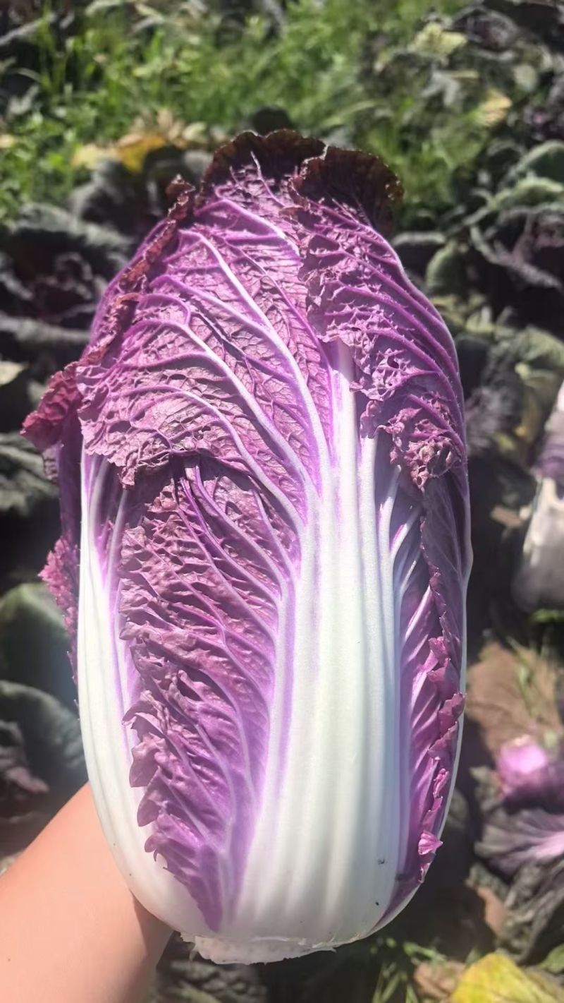 紫白菜特菜精品蔬菜出口国内精品特菜销售