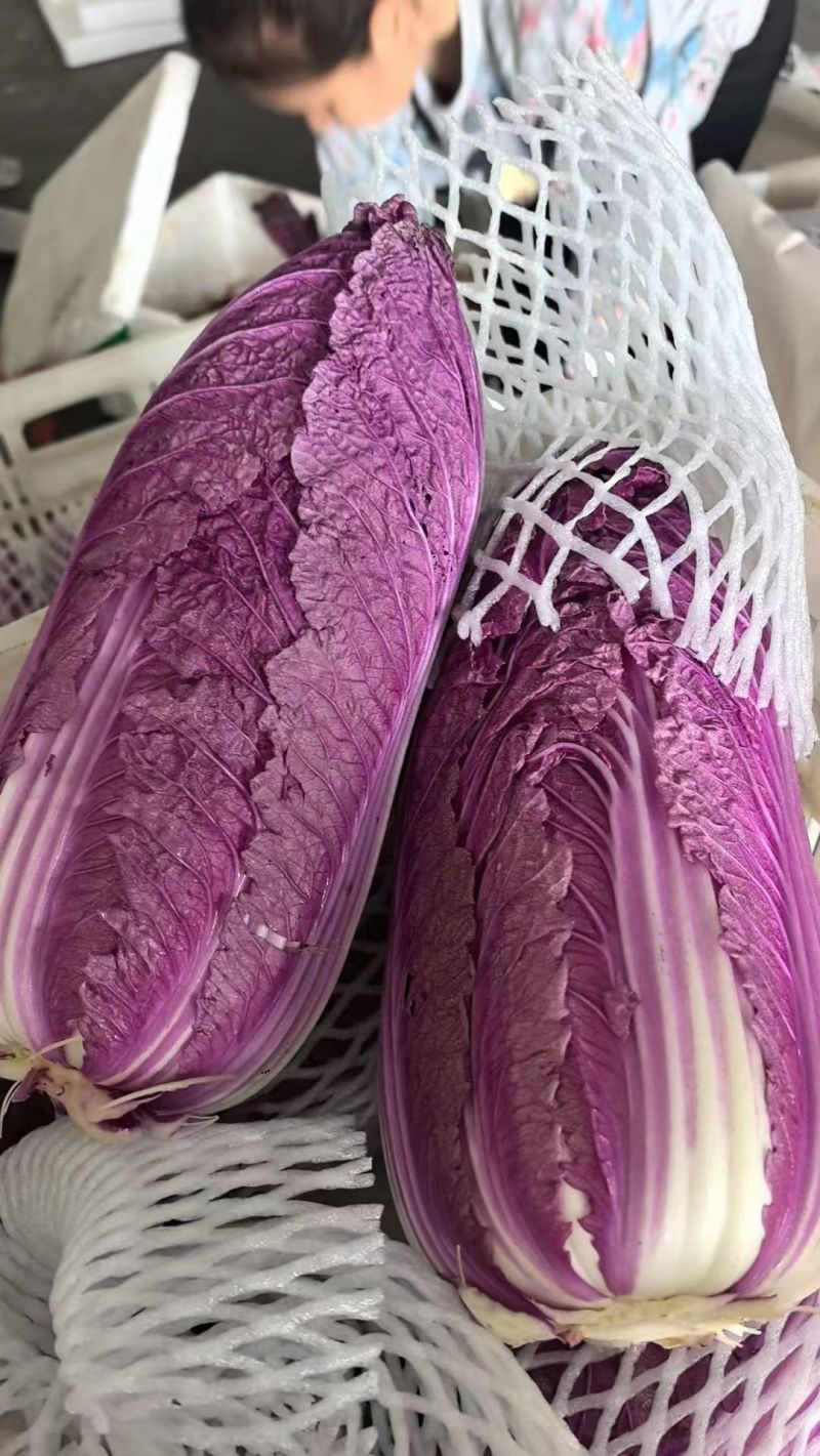 紫白菜特菜精品蔬菜出口国内精品特菜销售