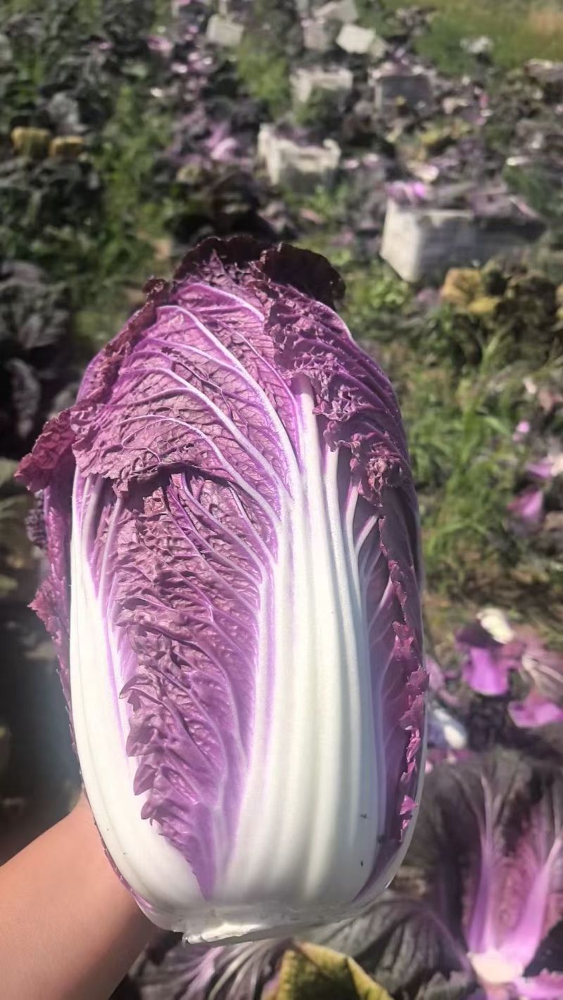 紫白菜特菜精品蔬菜出口国内精品特菜销售