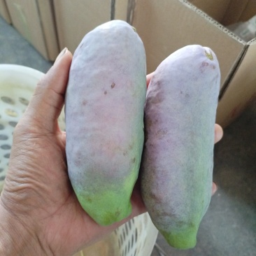 水果八月瓜