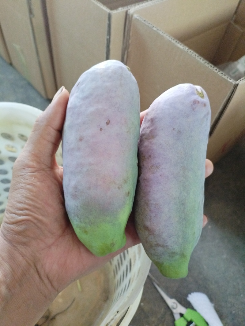 水果八月瓜