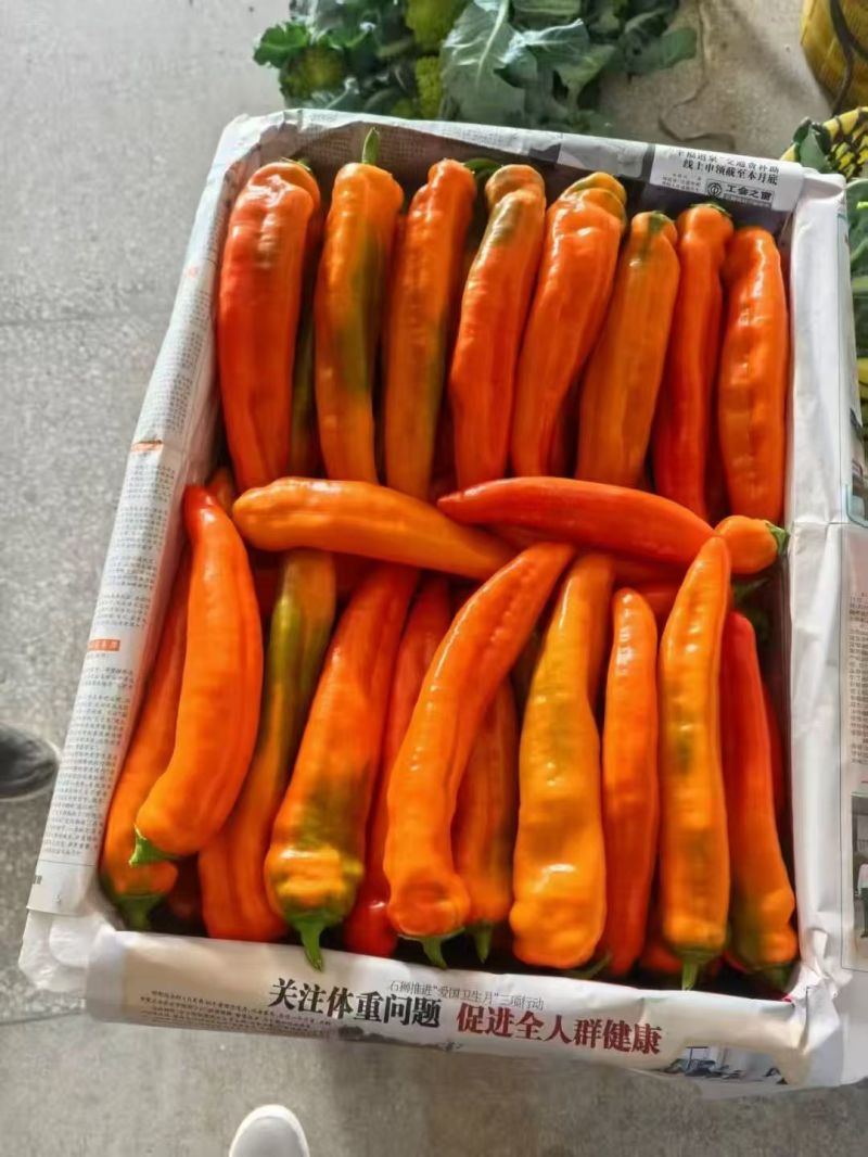 芭蕾甜椒进口品种甜椒出口国内精品甜椒销售