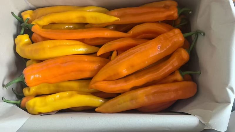 芭蕾甜椒进口品种甜椒出口国内精品甜椒销售