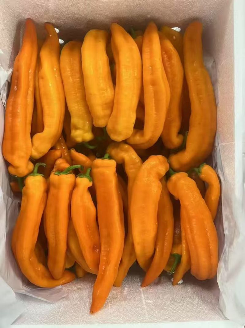 芭蕾甜椒进口品种甜椒出口国内精品甜椒销售
