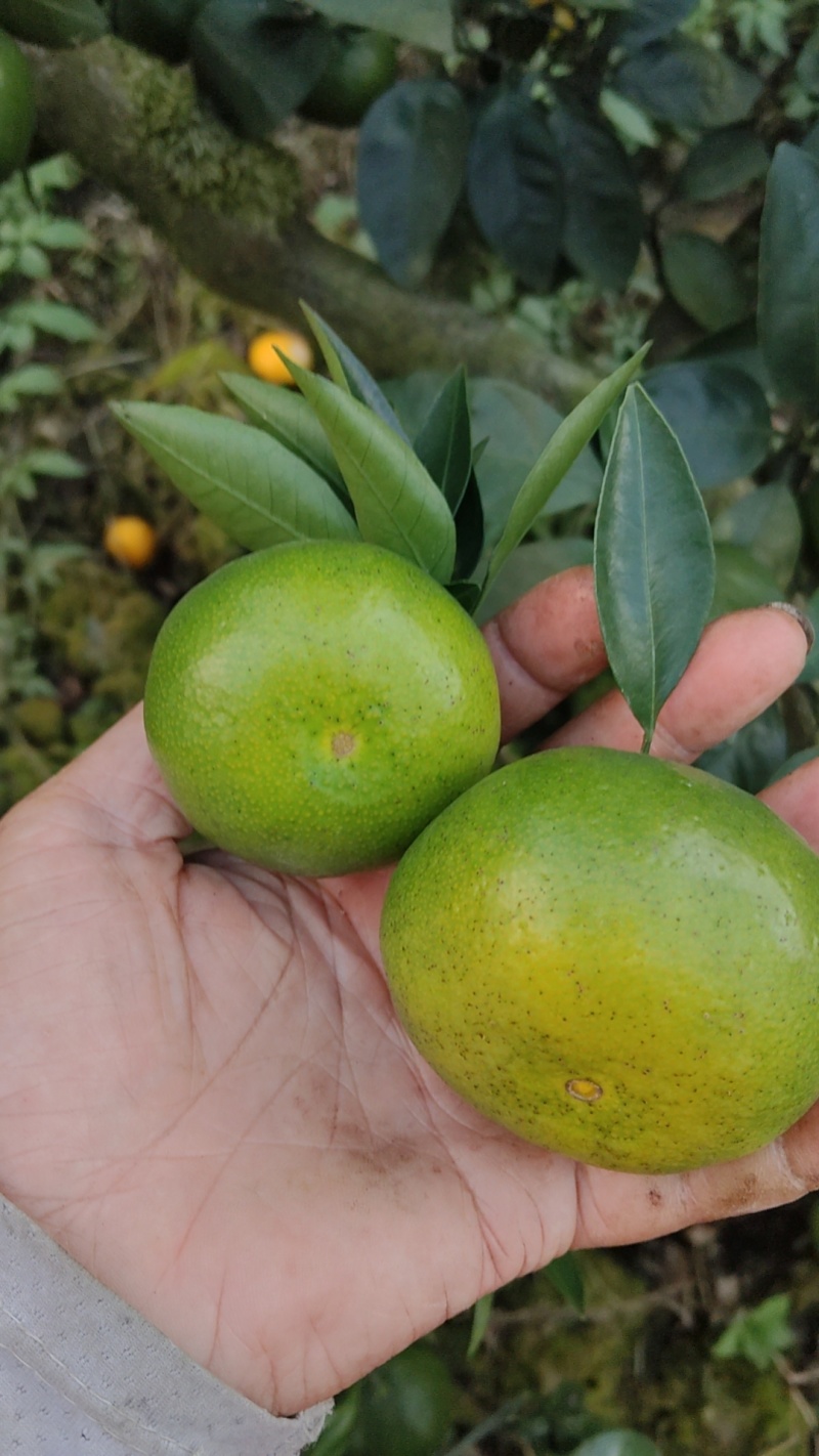 贵州高原上的青皮蜜橘，无任何添加剂无打蜡一手货源产地直销