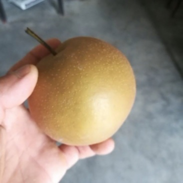 黄花梨