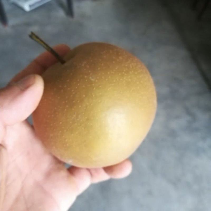 黄花梨