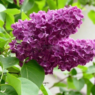 紫丁香苗丁香花（大叶丁香）.四季丁香暴马丁香