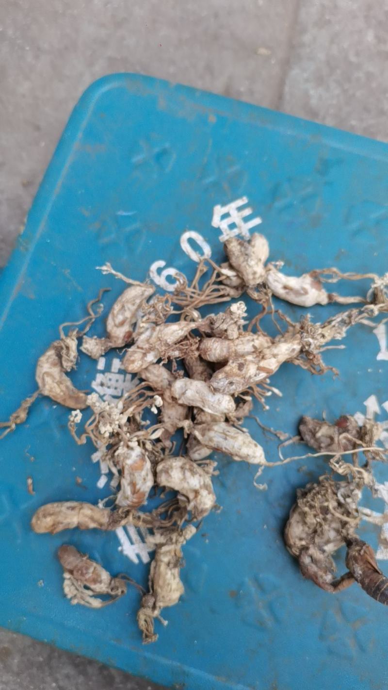 金蝉花