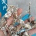 金蝉花