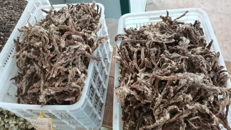 石菖蒲