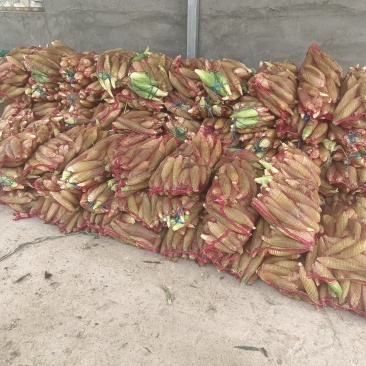 糯米玉米🌽