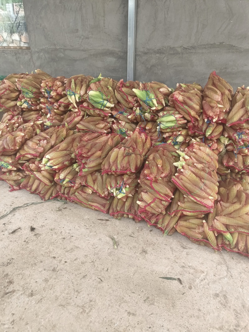 糯米玉米🌽