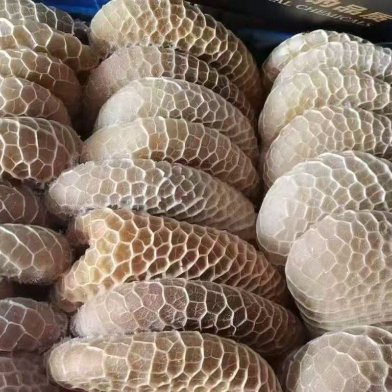 金钱肚，清水全熟金钱肚，纯干货出成高