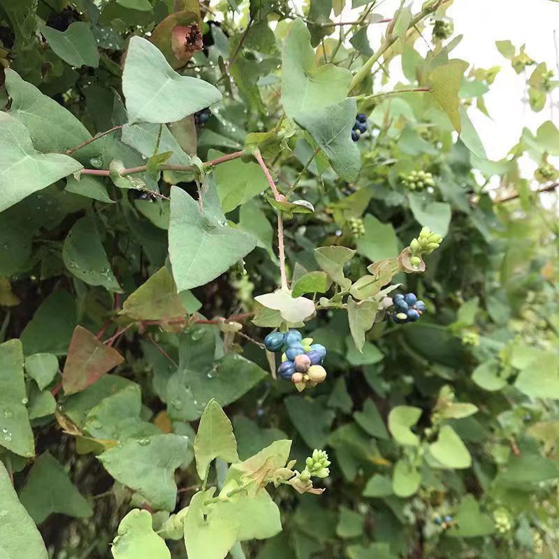 野生杠板归种子老虎草梨头刺煮水洗澡清热止痒春季杠板归草药