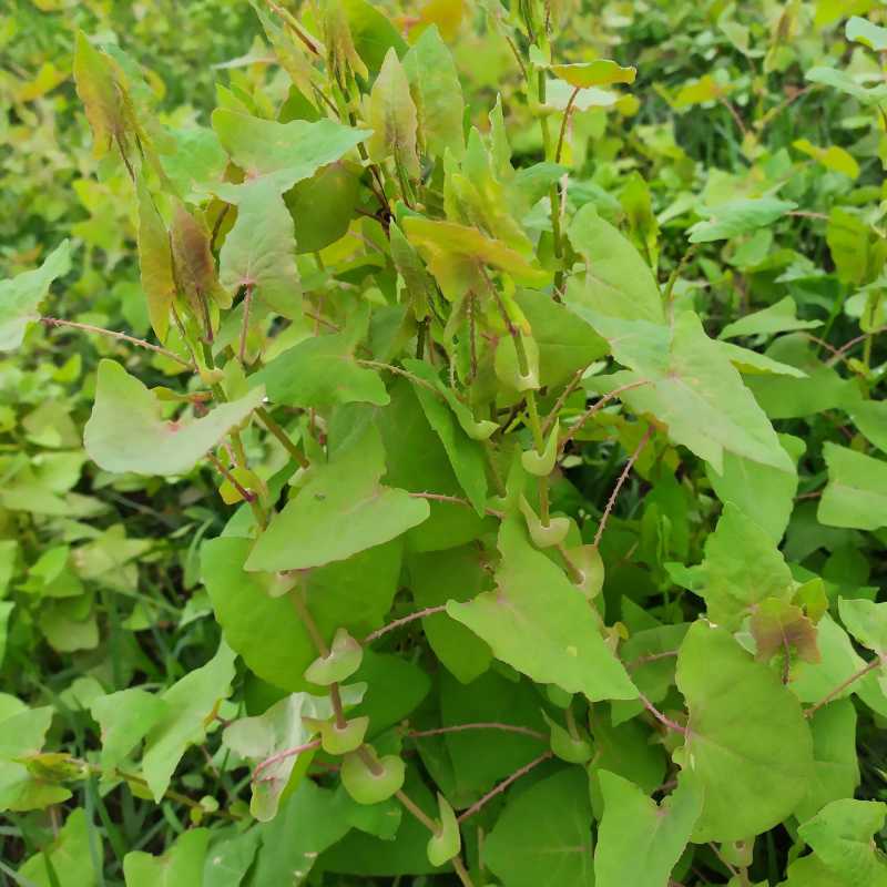 野生杠板归种子老虎草梨头刺煮水洗澡清热止痒春季杠板归草药