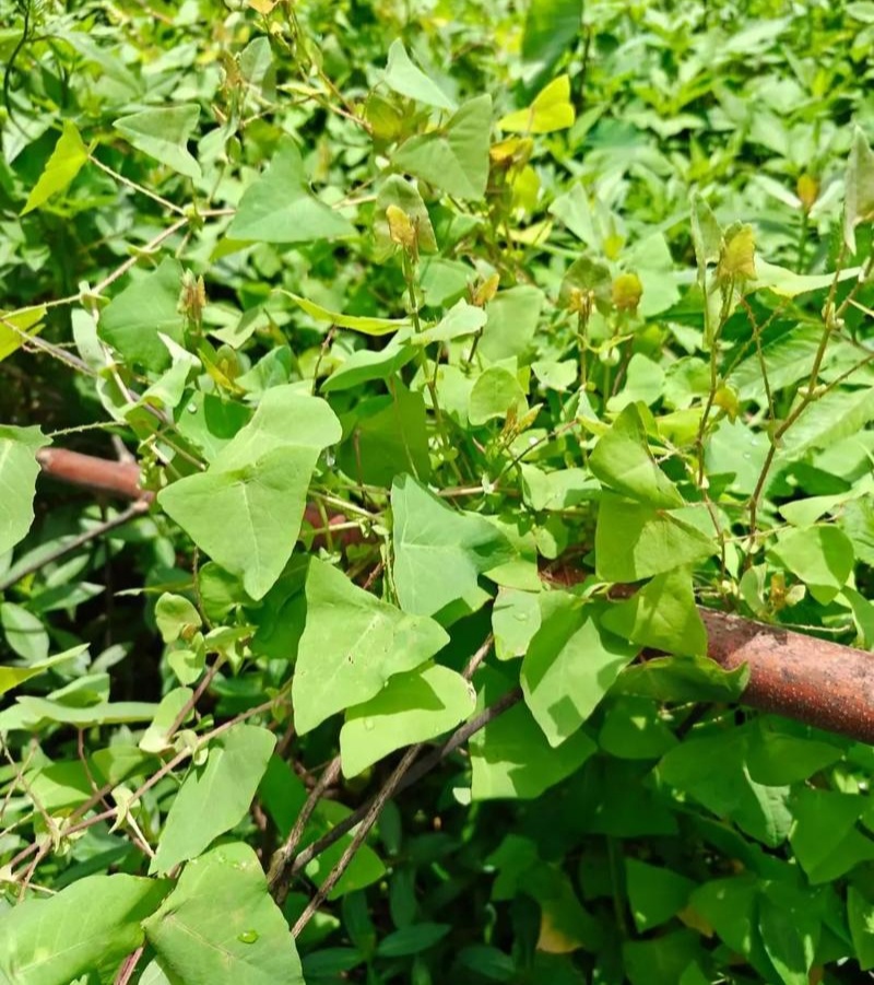 野生杠板归种子老虎草梨头刺煮水洗澡清热止痒春季杠板归草药