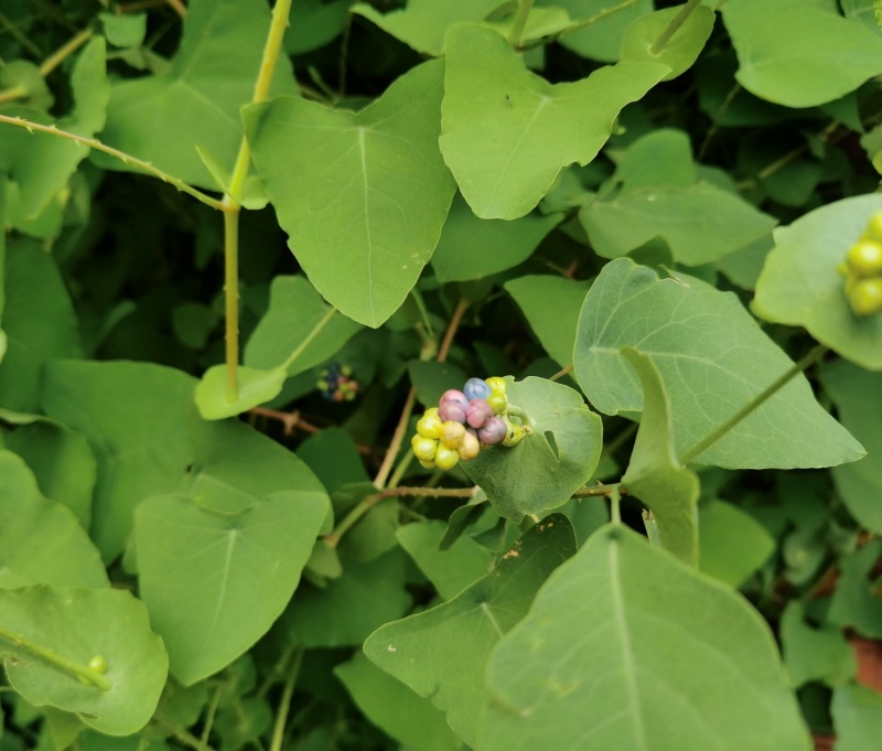 野生杠板归种子老虎草梨头刺煮水洗澡清热止痒春季杠板归草药