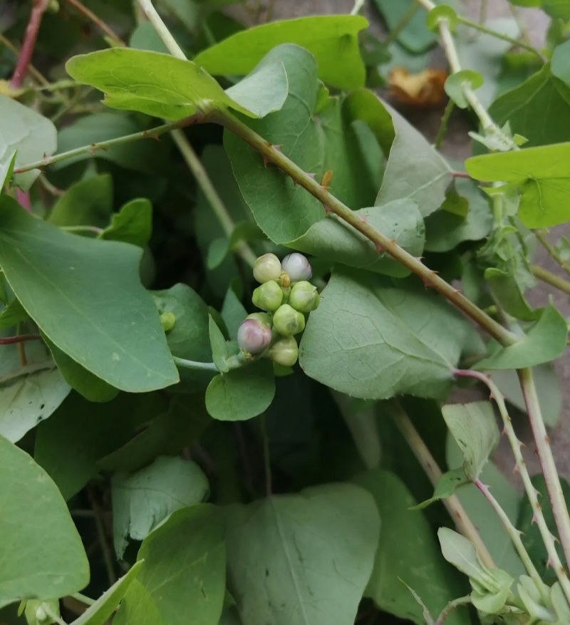 野生杠板归种子老虎草梨头刺煮水洗澡清热止痒春季杠板归草药